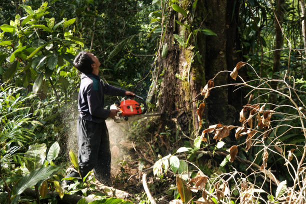 Trusted Republic, WA Tree Service Experts